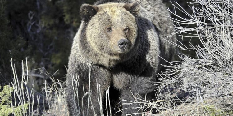 Grizzly bear mauls San Diego hiker on Glacier National Park trail