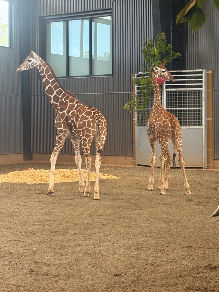 Two young giraffes hang out in an enclosure.
