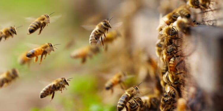 About two million honeybees, like those seen entering a hive in this file photo, were accidentally released when a truck carrying their hives crashed.