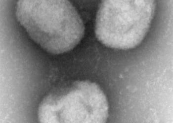 The NIH Went to the Congo and All I Got Was This Lousy Monkeypox – PJ Media