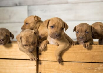 Eight pit bull puppies stolen from home in Southeast D.C., police say