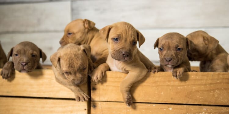 Eight pit bull puppies stolen from home in Southeast D.C., police say