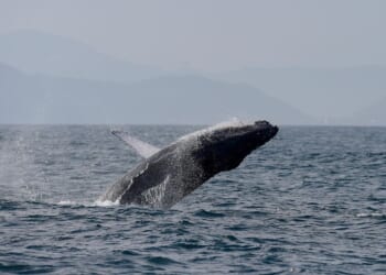 Sightings of humpback whales surge in Rio de Janeiro, fueling demand for whale-watching trips