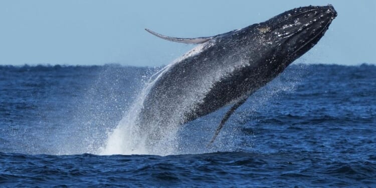 New Jersey fire department’s boat sinks after collision with whale