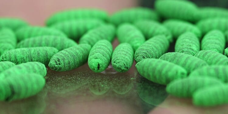 What to know about protecting pets from the New World screwworm fly