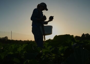 Specialty farmers adapt harvests, protect crops in face of extreme heat