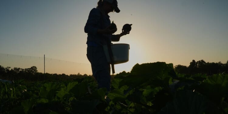 Specialty farmers adapt harvests, protect crops in face of extreme heat
