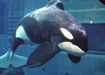 Warner Bros. developing ‘Free Willy’ reboot