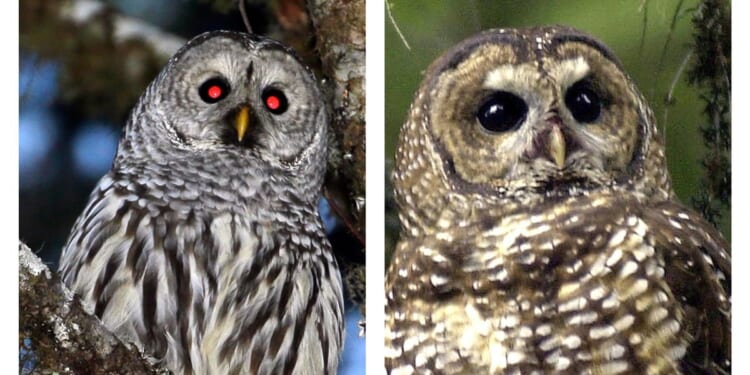 U.S. destroying thousands of barred owls in scheme to save spotted owls