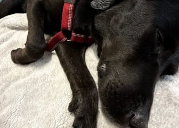 Grateful dog owner describes mountain rescue after canine apparently ingests cannabis