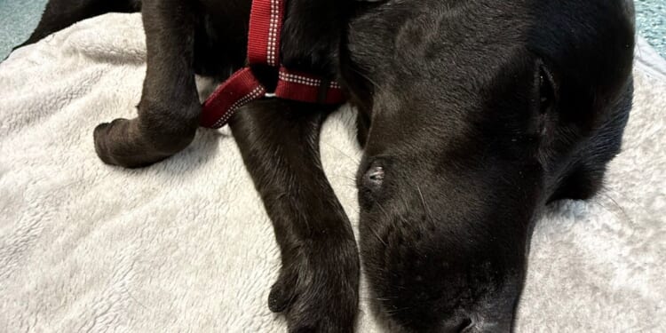Grateful dog owner describes mountain rescue after canine apparently ingests cannabis