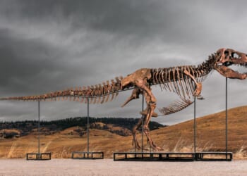 Tyrannosaurus rex fossil named ‘Gus’ sells for $50M, sets record for most paid for fossil at auction