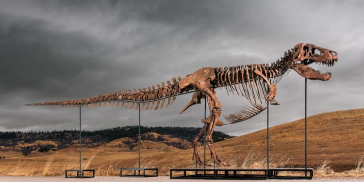 Tyrannosaurus rex fossil named ‘Gus’ sells for $50M, sets record for most paid for fossil at auction