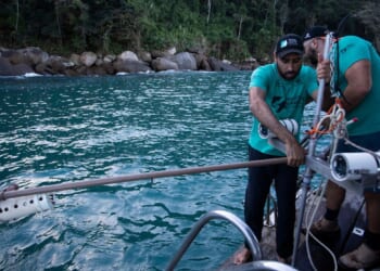 A Brazilian bay’s surprise shark nursery sparks conservation project