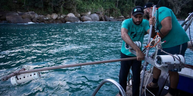 A Brazilian bay’s surprise shark nursery sparks conservation project