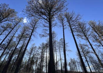 U.S. Forest Service employees taken hostage in California released safely