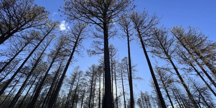 U.S. Forest Service employees taken hostage in California released safely