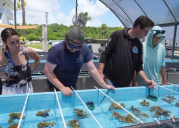 Florida researchers bring endangered elkhorn coral ashore to protect them