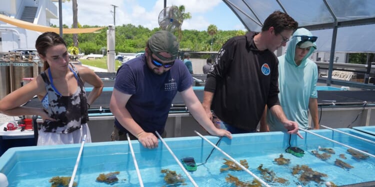 Florida researchers bring endangered elkhorn coral ashore to protect them