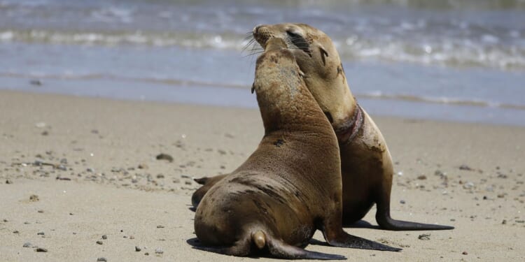 Federal officials investigate after a video appears to show a person kicking a California sea lion