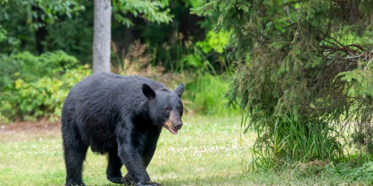 An adult male American black bear walking into a clearing in the wild.