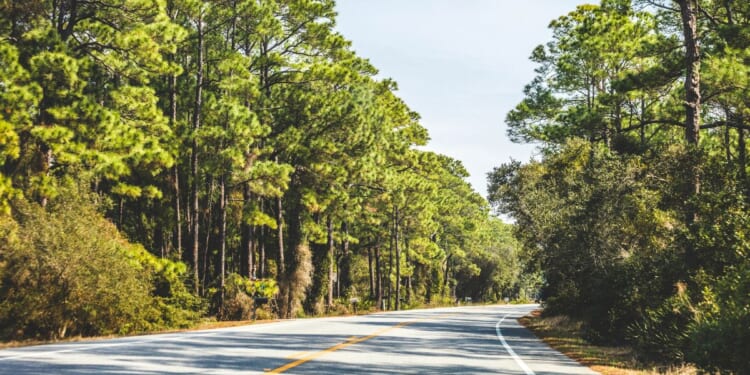 A road near the coast in Alabama.