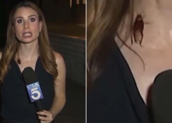TV reporter Rachel Menitoff kept her cool when a giant flying cockroach landed on her and crawled around her neckline during a live broadcast Tuesday night.