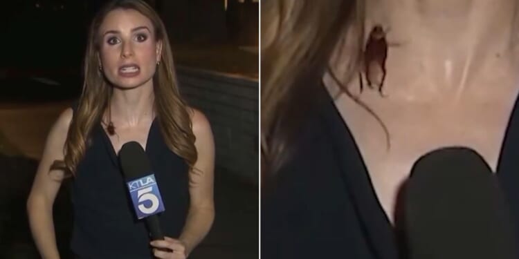 TV reporter Rachel Menitoff kept her cool when a giant flying cockroach landed on her and crawled around her neckline during a live broadcast Tuesday night.