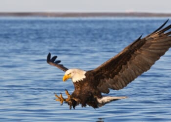 A bald eagle flying.