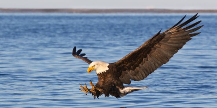 A bald eagle flying.