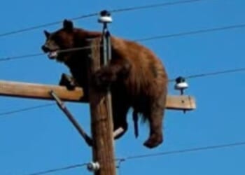 Officials blamed passers-by who stopped to photograph the bear for causing his demise.