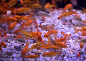 Argentina court declares goldfish as ‘sentient beings,’ not just property, in landmark case