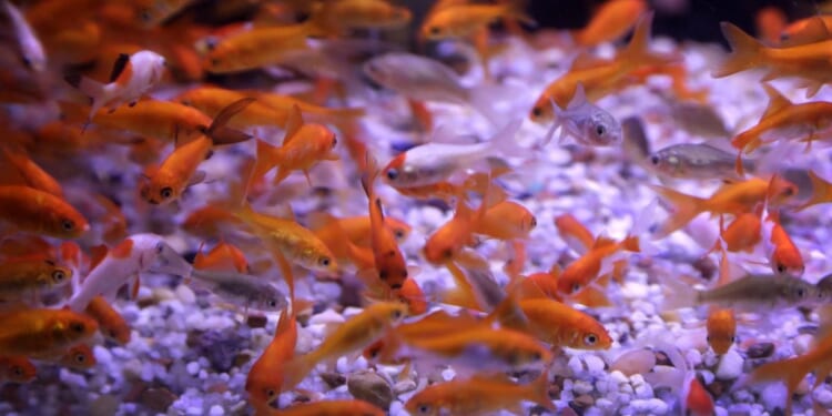Argentina court declares goldfish as ‘sentient beings,’ not just property, in landmark case