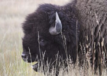 Video shows bison chasing child at Yellowstone boardwalk