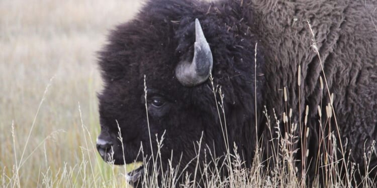 Video shows bison chasing child at Yellowstone boardwalk