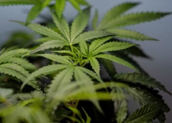 U.S. sees a big jump in nausea cases among frequent marijuana users in the hospital