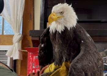 Jackie, the California bald eagle who became an internet sensation, dies after illness