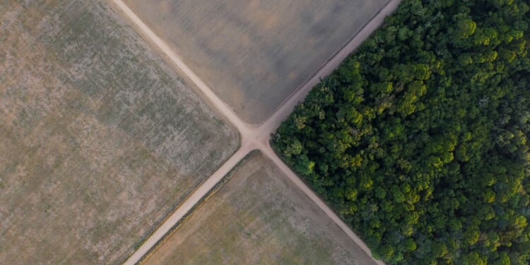 Brazil Supreme Court upholds laws that led to downfall of Amazon soy moratorium
