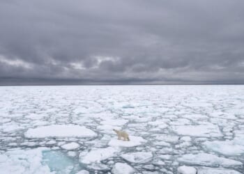 Norwegians fine boat rider for waking polar bear with horn