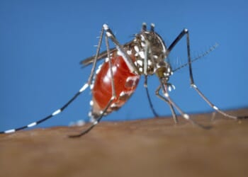 Cases rising of mosquito-borne disease dengue in Tampa Bay area