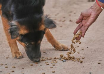 U.K. subscription dog food brand recalls meals over eye-injury reports