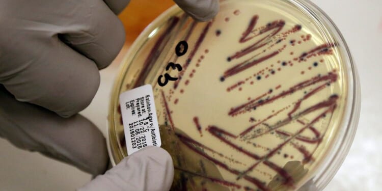 Alfalfa sprouts linked to food poisoning illnesses in Minnesota and Wisconsin
