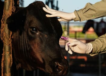 Mexican ranchers prepare to resume livestock sales to U.S. under tight controls over screwworm risk