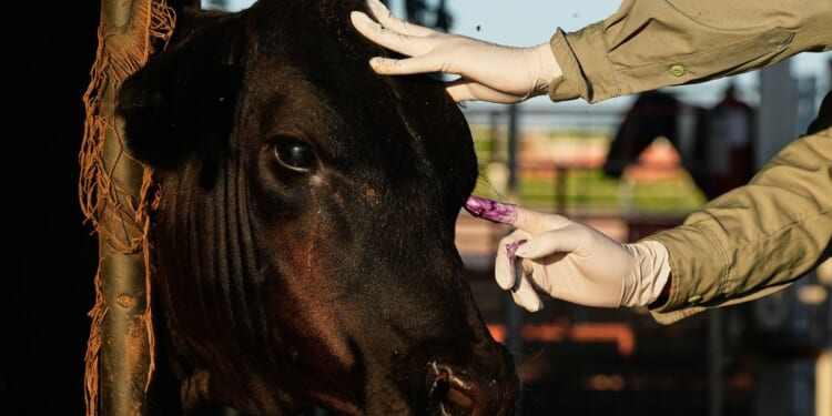 Mexican ranchers prepare to resume livestock sales to U.S. under tight controls over screwworm risk