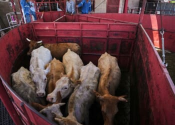 Economists don’t expect reopening the U.S. to Mexican cattle imports to reduce high beef prices
