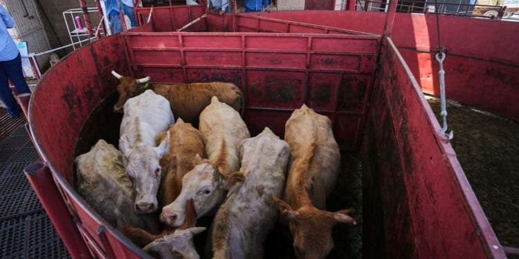 Economists don’t expect reopening the U.S. to Mexican cattle imports to reduce high beef prices