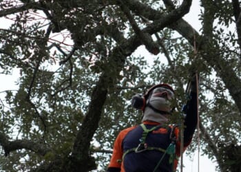 Preservationists are working to extend the life of a rare Revolutionary War ‘witness tree’
