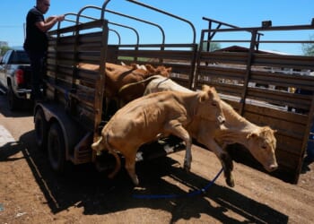 Mexico resumes limited cattle exports to U.S. after screwworm pause, relieving ranchers