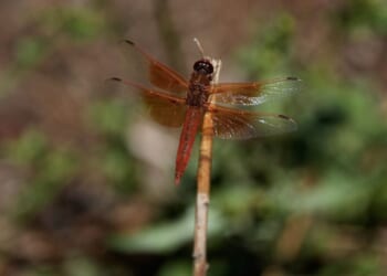 Unusual dragonfly swarms sweep across California after warm spring rains