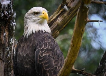 $20,000 reward offered for information leading to conviction in Louisiana bald eagle shooting